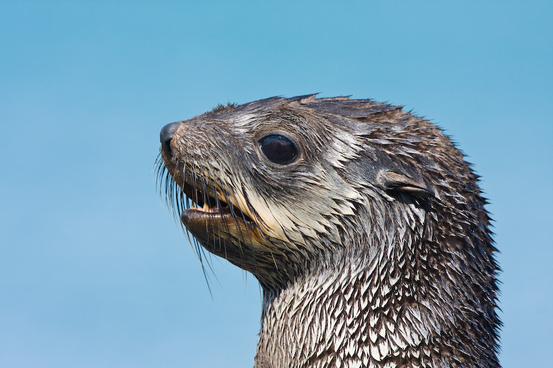 Antarctic Fur Seal